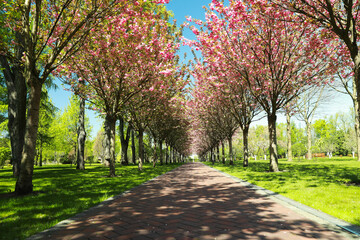 Picturesque view of beautiful park with fresh green grass and blossoming trees