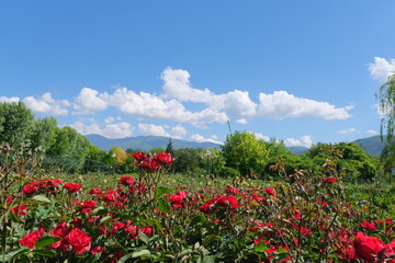 Nature and public park in Bursa during sunny day with magnificent red roses and flowers with blue sky and white clouds background with low angle photo behind fresh trees in spring time.