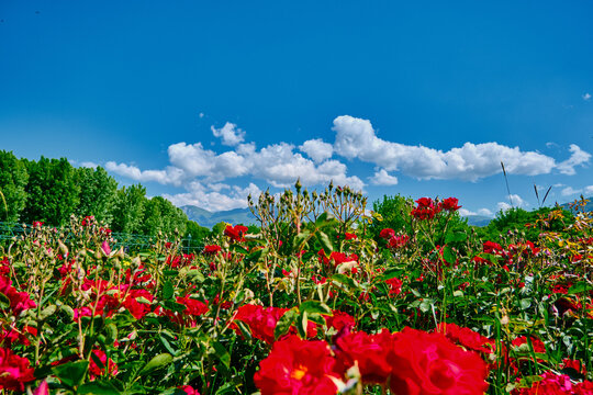 Nature and public park in Bursa during sunny day with magnificent red roses and flowers with blue sky and white clouds background with low angle photo behind fresh trees in spring time.