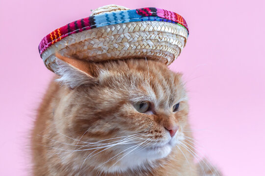 Cat In A Sombrero Hat.