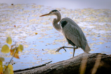 Blue Heron