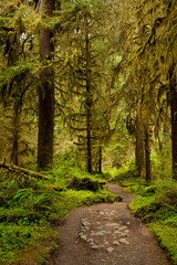 A peaceful trail winds through lush ferns, mosses and tall trees draped in moss in the Hoh Rainforest in Olympic National Park in Washington state
