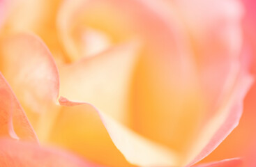 Fototapeta na wymiar Closeup of beautiful, dreamy soft focus of pastel yellow rose in summer 