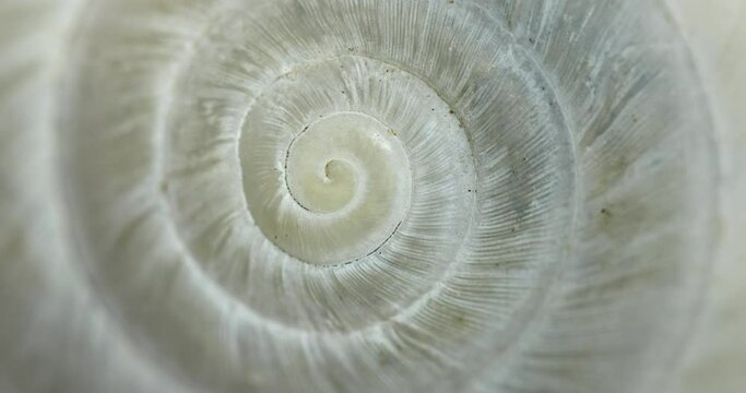 Circular shape endless spiral movement with shell texture