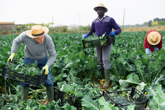 European man farmer in strow hat picking fresh organic broccoli in crate on farm