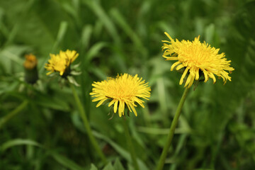 Beautiful yellow dandelion flowers growing outdoors, closeup