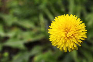 Beautiful yellow dandelion growing outdoors, closeup. Space for text