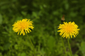 Beautiful yellow dandelions growing outdoors, closeup view