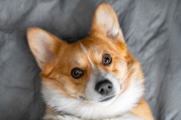 Portrait of lovely smiling Welsh corgi Pembroke or Cardigan dog obediently lying on gray sheet at home and looking ahead, top view, copy space for advertising.