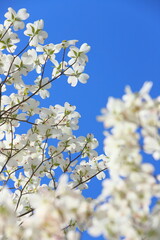白いハナミズキ　青空背景