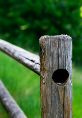 Wooden fence post in woods, nature, summer, countryside 