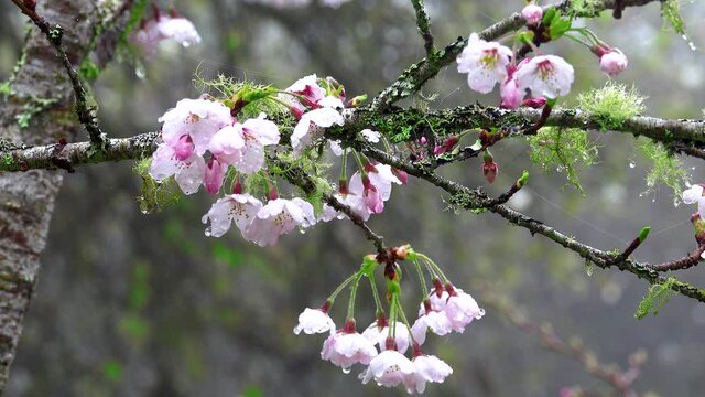 The cherry blossoms after the rain, spider silk with raindrops.Train, cherry blossom, tree, cloud. Various views of Alishan National Forest Recreation Area in Chiayi County, Taiwan. March 21, 2021.