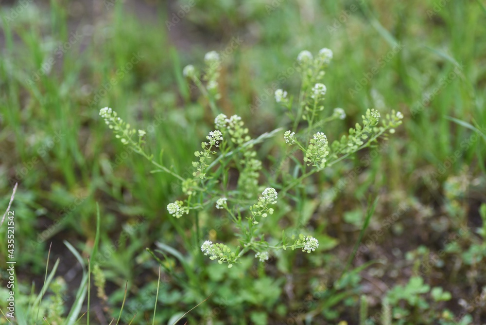 Poster Virginia pepperweed. Brassicaceae biennial weed.