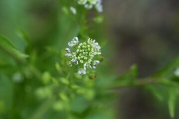 Virginia pepperweed. Brassicaceae biennial weed.