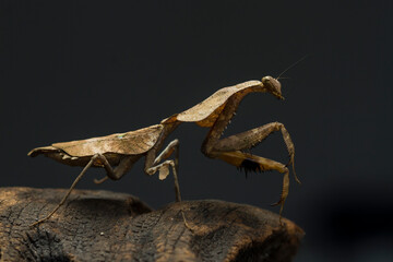 Deroplatys lobata dead leaf mantis on black background