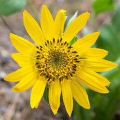 Balsamroot