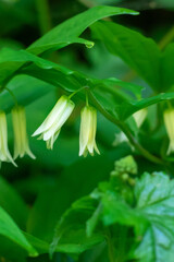 Obraz premium Smith’s fairy lantern