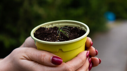 Close-up of woman's hands with coniferous sprout. The woman is holding a pot with a small tree