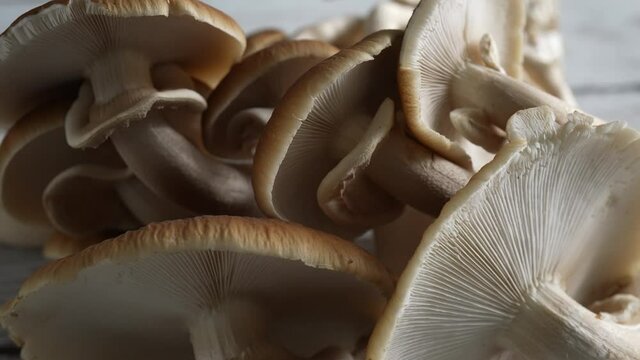 Turning extreme closeup view of brown tops and undersides of Pioppino mushroom caps.