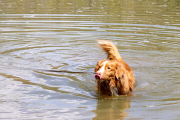 Nova Scotia Duck Tolling Retriever dog swimming in murky river, licking his nose with water...