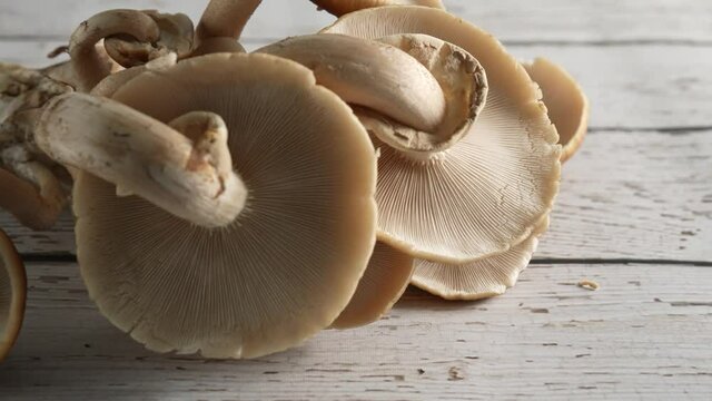Push in and tilt down onto underside of a group of Pioppino mushroom fungus.