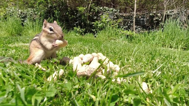 Adorable  chipmunks stuffing their cheek pouches with peanuts