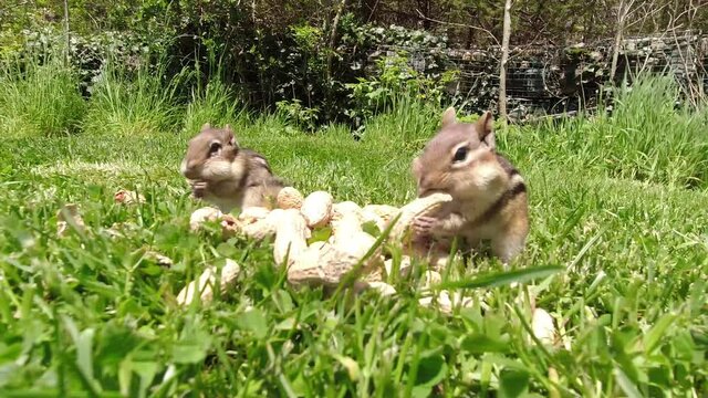 Adorable  chipmunks stuffing their cheek pouches with peanuts