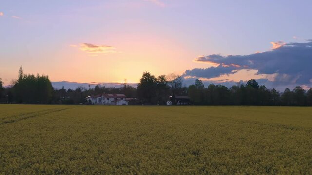 Beautiful sunset mood flying by drone low over a yellow rapeseed field, authentic springtime scenery in 4K.