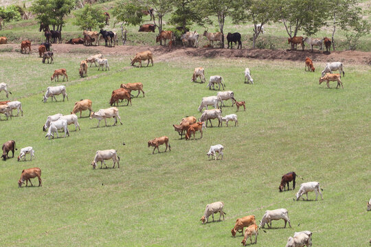 Cows eat grass in the fields in the fields. Aerial view from above, picture from above Grassland and green grass Bird's-eye view Concept of farming and agriculture.