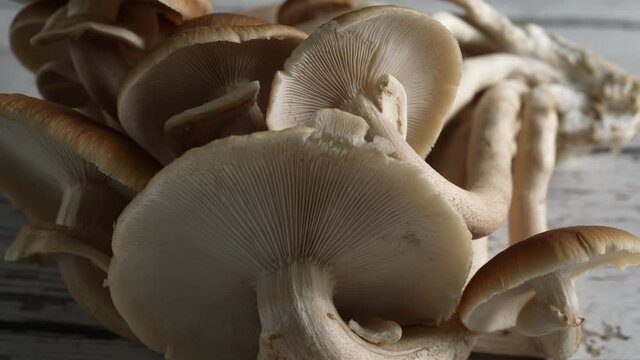Turning, extreme closeup view of top and underside of Pioppino mushroom caps.