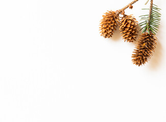 Pine cones on a white background, copy space, Christmas and winter theme.