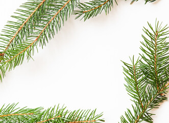 Fresh pine tree branches on a white background with copy space for text