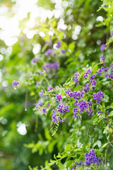 Obraz premium Summer, roadside false Forsythia bloom