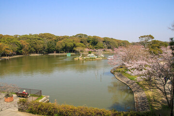 Fototapeta premium 明石公園