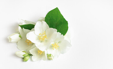 White Fresh Jasmine flowers on white background.