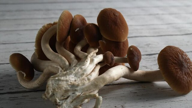 Turning closeup view of Pioppino brown mushroom fungus.
