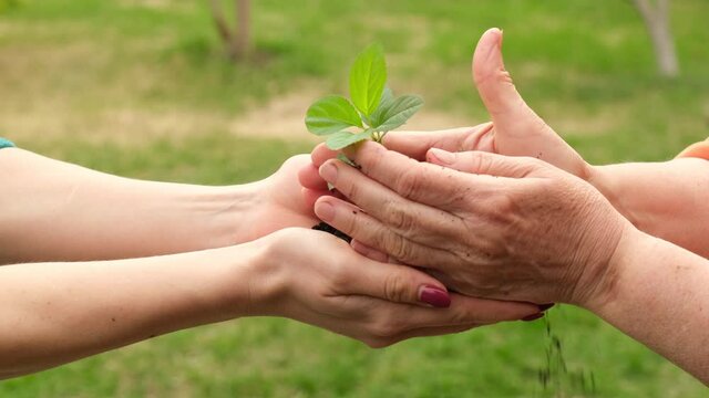 Close-up of an elderly woman's hands passing an apple tree to her daughter. Two women of different generations are holding a plant