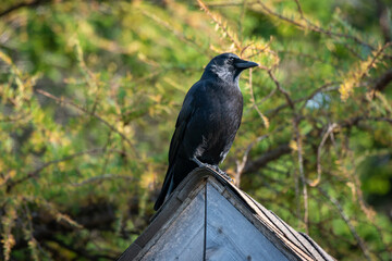 A large black crow or raven with long shiny feathers perched on a shed roof with grey shingles. The wild bird has a grey face, long black beak, claws and black feathers. The background is green leaves