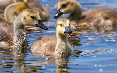 Close portrait of goslings swimming in a river