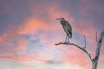 Fototapeta premium Mississippi River rookery - Great Blue Heron in Flight