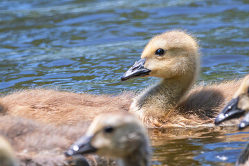 Close portrait of goslings swimming in a river
