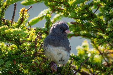 An immature grey jay or gray jay songbird perched on a tree branch. The juvenile bird has grey feathers with white tips, dark eyes, paler grey beak, and mustache. It has a yellow berry in its beak. 