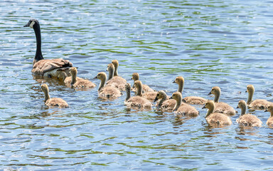  A group of goslings are following parent swimming in a river