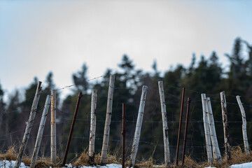 An upward view of a barbed wire and metal boxed fence at the edge of a cliff. The wire is attached to wooden posts. The fence is at the edge of a grassy meadow. The background is a green forest.