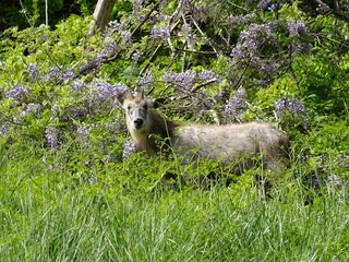 カモシカのいる森