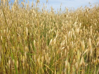Oat landscape, korea, 한국