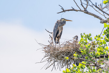 Great Blue Heron on nest with young chicks 