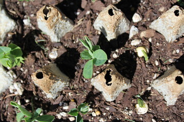 Sprouted pea with light green leaves