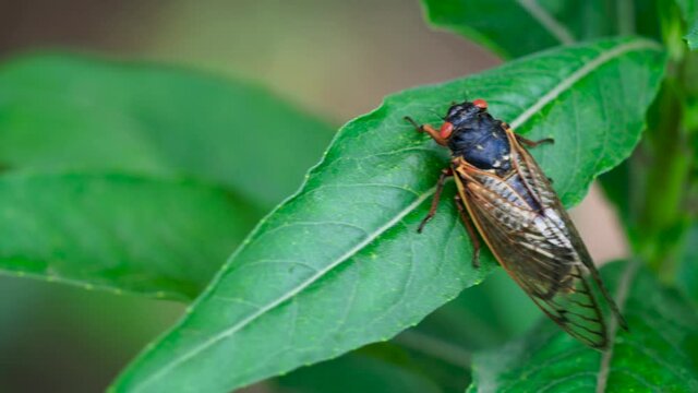 This is a 4K (23.976 fps)  footage of a Brood X (Brood 10), the Great Eastern Brood, cicada on a leave in Virginia.