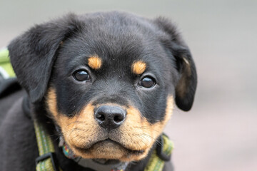 A male black and brown colored Pitbull or Pitbull puppy with a green collar and body harness. The dog is standing. The muscular purebred dog has a brown snout and black body with two small spots. 